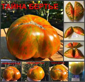 ТАЙНА БЕРТЬЕ (MYSTERY DE BERTHIER) - шоколадный пестрый биколор