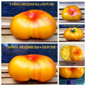 ПЕРСИК С АНТО + ТАЙНА ЛЮДМИЛЫ - ранний сорт яркого биколора.