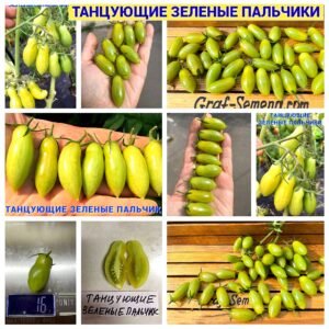 ТАНЦУЮЩИЕ ЗЕЛЕНЫЕ ПАЛЬЧИКИ