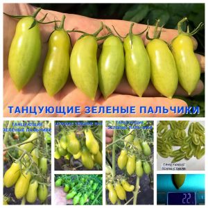 ТАНЦУЮЩИЕ ЗЕЛЕНЫЕ ПАЛЬЧИКИ (Dancing Green Fingers) - ранние зеленые сливки-пальчики