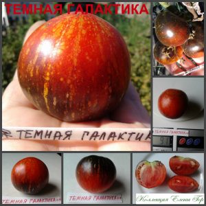 ТЕМНАЯ ГАЛАКТИКА (DARK GALAXY), США. Средне-ранний томат, куст средней крепости