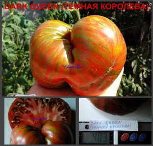 ТЕМНАЯ КОРОЛЕВА (DARK QUEEN) - пурпурный полосатый бифштекс, 10 семян ТЕМНАЯ КОРОЛЕВА (DARK QUEEN) - пурпурный полосатый бифштекс