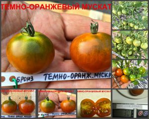 ТЕМНО-ОРАНЖЕВЫЙ МУСКАТ (Dark Orange Muscat) - ранний бронзовый черри, 10 семян ТЕМНО-ОРАНЖЕВЫЙ МУСКАТ (Dark Orange Muscat) - ранний бронзовый черри