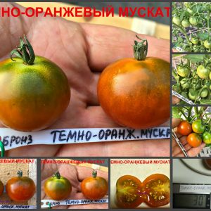 ТЕМНО-ОРАНЖЕВЫЙ МУСКАТ (Dark Orange Muscat) - ранний бронзовый черри
