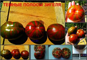 ТЕМНЫЕ ПОЛОСЫ ЗИГЕЛЯ (SIEGEL'S DARK STRIPES) - ранний пурпурный полосатый биколор, 5 семян ТЕМНЫЕ ПОЛОСЫ ЗИГЕЛЯ (SIEGEL'S DARK STRIPES) - ранний пурпурный полосатый биколор