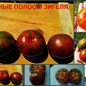 ТЕМНЫЕ ПОЛОСЫ ЗИГЕЛЯ (SIEGEL'S DARK STRIPES) - ранний пурпурный полосатый биколор