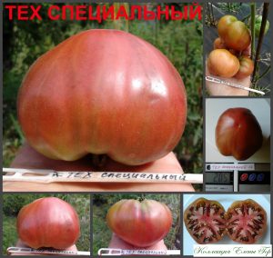 ТЕХ CПЕЦИАЛЬНЫЙ (JPS-Special C-TCV) - пурпурный бифштекс, 10 семян ТЕХ CПЕЦИАЛЬНЫЙ (JPS-Special C-TCV) - пурпурный бифштекс,