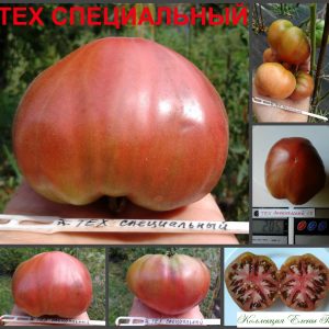 ТЕХ CПЕЦИАЛЬНЫЙ (JPS-Special C-TCV) - пурпурный бифштекс,