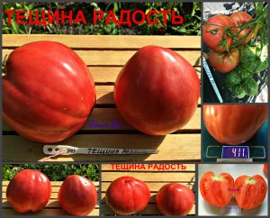 ТЕЩИНА РАДОСТЬ (MOTHER-IN-LAW JOY) - раннее розовое сердце, 10 семян ТЕЩИНА РАДОСТЬ (MOTHER-IN-LAW JOY) - раннее розовое сердце