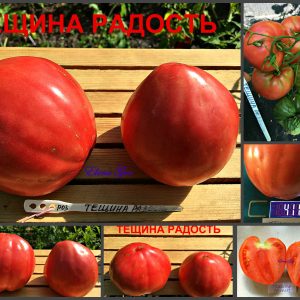ТЕЩИНА РАДОСТЬ (MOTHER-IN-LAW JOY) - раннее розовое сердце