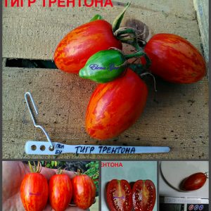ТИГР ТРЕНТОНА (TRENTON'S TIGER) - красный пестрый черри-сливка