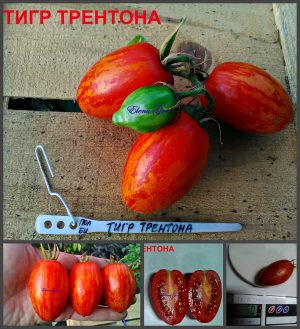 ТИГР ТРЕНТОНА (TRENTON'S TIGER) - красный пестрый черри-сливка, 10 семян ТИГР ТРЕНТОНА (TRENTON'S TIGER) - красный пестрый черри-сливка