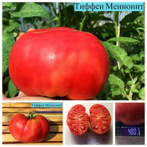 ТИФФЕН МЕННОНИТ (TIFFEN MENNONITE) - ранний розовый бифштекс