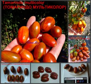 ТАМАРИНДО МУЛЬТИКОЛОР (TАМARINDO MULTICOLOR) - красный черри-сливка, сложная кисть, 10 семян ТАМАРИНДО МУЛЬТИКОЛОР (TАМARINDO MULTICOLOR) - красный черри-сливка