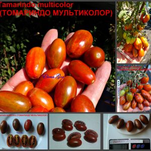 ТАМАРИНДО МУЛЬТИКОЛОР (TАМARINDO MULTICOLOR) - красный черри-сливка