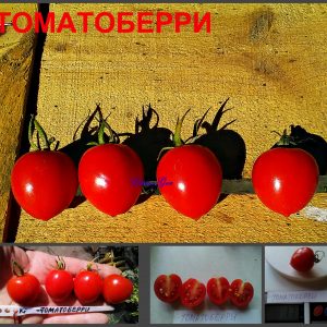 ТОМАТОБЕРРИ (TOMATOBERRY) - красный черри-клубничка