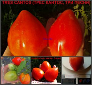 ТРЕС КАНТОС, ТРИ ПЕСНИ (TRES CANTOS) - раннее красное сердце, 10 семян ТРЕС КАНТОС, ТРИ ПЕСНИ (TRES CANTOS) - раннее красное сердце