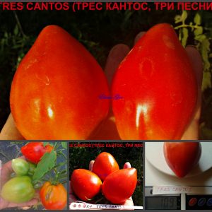 ТРЕС КАНТОС, ТРИ ПЕСНИ (TRES CANTOS) - раннее красное сердце