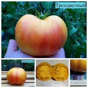 ТРЕХЦВЕТНЫЙ, ТРИКОЛОР (TRICOLOR) - ранний желто-розовый биколор