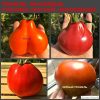 ТРЮФЕЛЬ МАЛИНОВЫЙ (RASPBERRY TRUFFLE) - ранний малиновый трюфель, 10 семян 4226 ТРЮФЕЛЬ МАЛИНОВЫЙ (RASPBERRY TRUFFLE) - ранний малиновый трюфель 4226