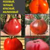 ТРЮФЕЛЬ МАЛИНОВЫЙ (RASPBERRY TRUFFLE) - ранний малиновый трюфель, 10 семян 4227 ТРЮФЕЛЬ МАЛИНОВЫЙ (RASPBERRY TRUFFLE) - ранний малиновый трюфель 4227