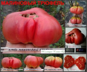 ТРЮФЕЛЬ МАЛИНОВЫЙ (RASPBERRY TRUFFLE) - ранний малиновый трюфель, 10 семян ТРЮФЕЛЬ МАЛИНОВЫЙ (RASPBERRY TRUFFLE) - ранний малиновый трюфель
