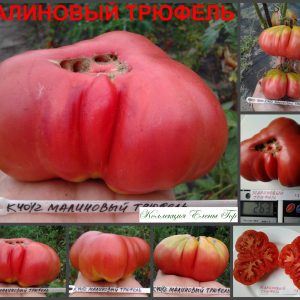 ТРЮФЕЛЬ МАЛИНОВЫЙ (RASPBERRY TRUFFLE) - ранний малиновый трюфель