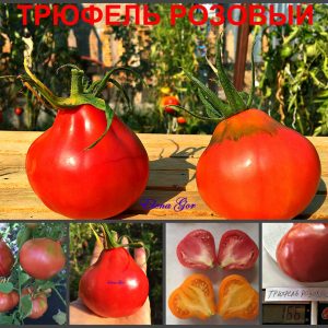 ТРЮФЕЛЬ РОЗОВЫЙ (PINK TRUFFLE) - ранний розовый трюфель