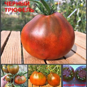 ТРЮФЕЛЬ ЧЕРНЫЙ (BLACK TRUFFLE) - ранний черный трюфель