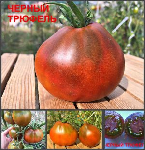 ТРЮФЕЛЬ ЧЕРНЫЙ (BLACK TRUFFLE) - ранний черный трюфель