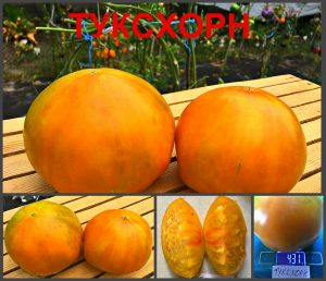 ТУКСХОРН (TUXHORN) - желтый крупный биколор