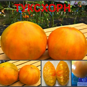 ТУКСХОРН (TUXHORN) - желтый крупный биколор