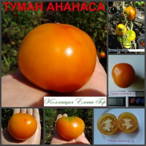 ТУМАН АНАНАСА (PINEAPPLE MIST) - ранний желтый округлый томат