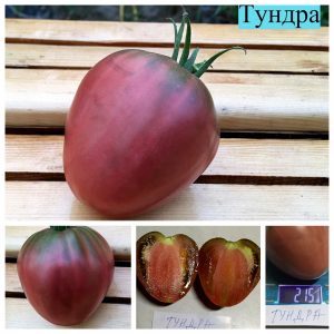ТУНДРА (TUNDRA) - пурпурное сладкое сердце-биколор