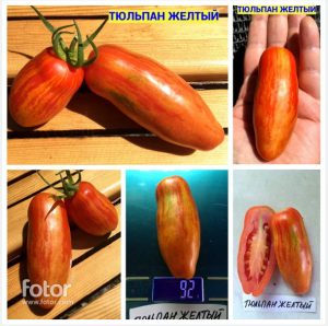 ТЮЛЬПАН ЖЕЛТЫЙ (TULIP YELLOW) - ранняя красно-желтая сливка, 5 семян ТЮЛЬПАН ЖЕЛТЫЙ (TULIP YELLOW) - ранняя красно-желтая сливка