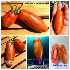 ТЮЛЬПАН ЖЕЛТЫЙ (TULIP YELLOW) - ранняя красно-желтая сливка