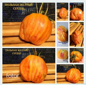 ТЮЛЬПАН ЖЕЛТЫЙ СЕРДЦЕ (TULIP YELLOW HEART) - желтая крупная сливка-сердце, биколор, 3 семян ТЮЛЬПАН ЖЕЛТЫЙ СЕРДЦЕ (TULIP YELLOW HEART) - желтый сплющенный биколор