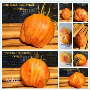 ТЮЛЬПАН ЖЕЛТЫЙ СЕРДЦЕ (TULIP YELLOW HEART) - желтый сплющенный биколор