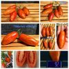 ТЮЛЬПАН ЖЕЛТЫЙ (TULIP YELLOW) - ранняя красно-желтая сливка, 5 семян 4259 ТЮЛЬПАН ЖЕЛТЫЙ (TULIP YELLOW) - ранняя красно-желтая сливка 4259