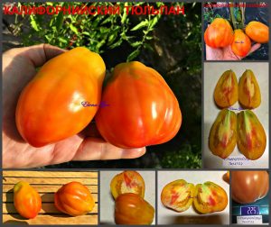 ТЮЛЬПАН КАЛИФОРНИЙСКИЙ (TULIP CALIFORNIA) - красно-желтый биколор, 5 семян ТЮЛЬПАН КАЛИФОРНИЙСКИЙ - томат-биколор в форме груши