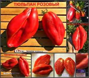 ТЮЛЬПАН РОЗОВЫЙ (TULIP PINK) - розовый сплющенный томат