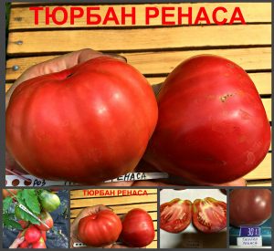 ТЮРБАН РЕНАСА (RENAS TURBAN) - малиновый крупный трюфель, 10 семян ТЮРБАН РЕНАСА (RENAS TURBAN) - малиновый крупный трюфель