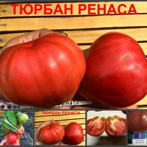 ТЮРБАН РЕНАСА (RENAS TURBAN) - малиновый крупный трюфель
