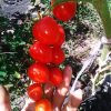 ТОМАТОБЕРРИ (TOMATOBERRY) - красный черри-клубничка, 10 семян 4216 ТОМАТОБЕРРИ (TOMATOBERRY) - красный черри-клубничка 4216