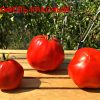 ТРЮФЕЛЬ КРАСНЫЙ (RED TRUFFLE) - ранний красный трюфель, 10 семян ТРЮФЕЛЬ КРАСНЫЙ (RED TRUFFLE) - ранний красный трюфель