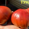 ТУНДРА (TUNDRA) - пурпурное сладкое сердце, 5 семян 12225 ТУНДРА (TUNDRA) - пурпурное сладкое сердце-биколор 12225