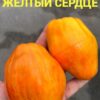 ТЮЛЬПАН ЖЕЛТЫЙ СЕРДЦЕ (TULIP YELLOW HEART) - желтая крупная сливка-сердце, биколор, 3 семян 12703 ТЮЛЬПАН ЖЕЛТЫЙ СЕРДЦЕ (TULIP YELLOW HEART) - желтый сплющенный биколор 12703
