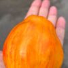 ТЮЛЬПАН ЖЕЛТЫЙ СЕРДЦЕ (TULIP YELLOW HEART) - желтая крупная сливка-сердце, биколор, 3 семян 12706 ТЮЛЬПАН ЖЕЛТЫЙ СЕРДЦЕ (TULIP YELLOW HEART) - желтый сплющенный биколор 12706