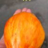 ТЮЛЬПАН ЖЕЛТЫЙ СЕРДЦЕ (TULIP YELLOW HEART) - желтая крупная сливка-сердце, биколор, 3 семян 12707 ТЮЛЬПАН ЖЕЛТЫЙ СЕРДЦЕ (TULIP YELLOW HEART) - желтый сплющенный биколор 12707