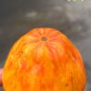 ТЮЛЬПАН ЖЕЛТЫЙ СЕРДЦЕ (TULIP YELLOW HEART) - желтая крупная сливка-сердце, биколор, 3 семян 12708 ТЮЛЬПАН ЖЕЛТЫЙ СЕРДЦЕ (TULIP YELLOW HEART) - желтый сплющенный биколор 12708